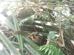 Craspedocephalus puniceus