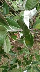 Feijoa
