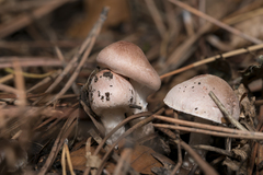 Verrucosporaceae
