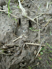 Capreolus