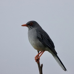 Turdus plumbeus