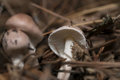 Verrucosporaceae