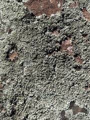 Xanthoparmelia cumberlandia