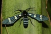 Syntomeida syntomoides - Photo (c) jmass, some rights reserved (CC BY-NC), uploaded by jmass