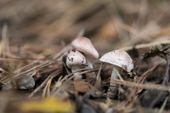 Verrucosporaceae