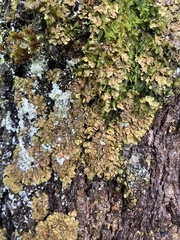 Melanelixia subaurifera