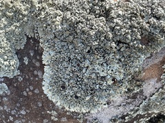 Xanthoparmelia cumberlandia