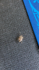 Halyomorpha halys