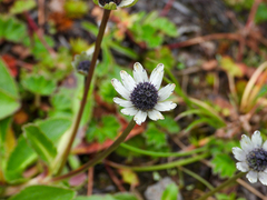 Eryngium humile