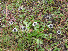 Eryngium humile