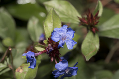 Ceratostigma plumbaginoides