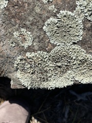 Xanthoparmelia cumberlandia