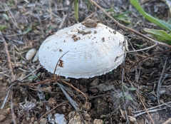 Agaricus campestris
