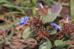 Ceratostigma plumbaginoides