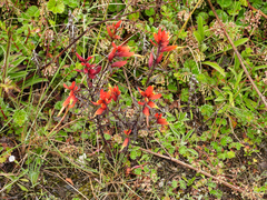 Castilleja talamancensis