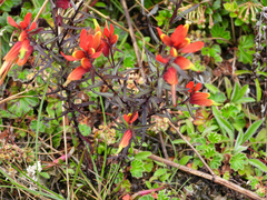 Castilleja talamancensis