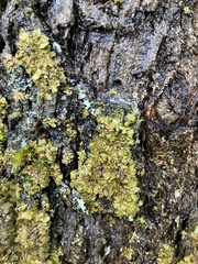 Melanelixia subaurifera