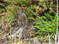 Junco vulcani