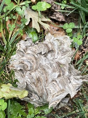 Dolichovespula arenaria