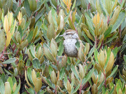 Timberline Wren (Thryorchilus browni), photo 10