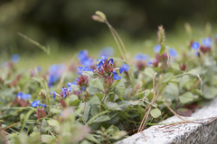 Ceratostigma plumbaginoides