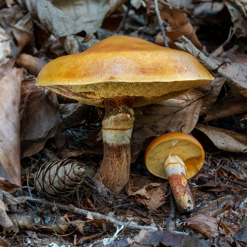 Masliak smrekovcový (Suillus grevillei)