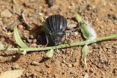 Pimeliinae