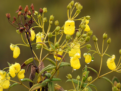 Calceolaria