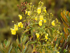 Calceolaria