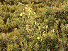 Calceolaria