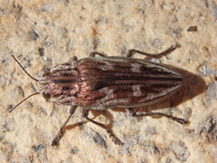 Chalcophora mariana massiliensis