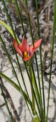 Romulea obscura