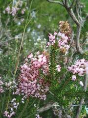 Erica multiflora