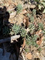 Petrosedum
