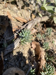 Petrosedum
