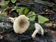 Lactarius griseus