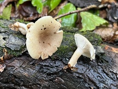 Lactarius griseus