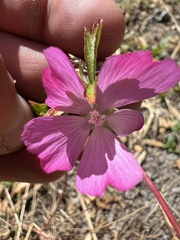 Sidalcea