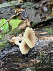 Lactarius griseus
