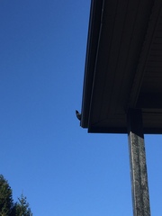 Corvus brachyrhynchos