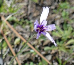 Catananche caerulea