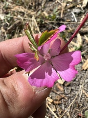 Sidalcea