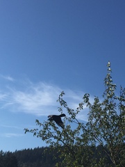 Corvus brachyrhynchos