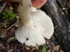 Lactarius griseus