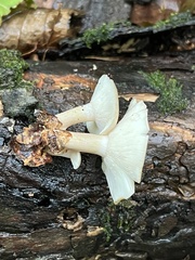 Lactarius griseus