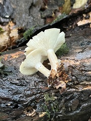 Lactarius griseus