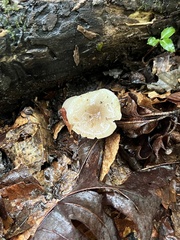 Lactarius griseus