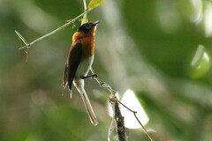 Arses telescopthalmus