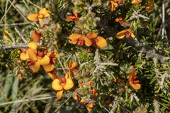 Dillwynia sericea
