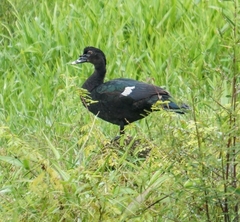 Cairina moschata